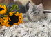 TICA-REGISTERED MAINE COON KITTENS