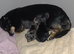 Pomchi puppys