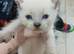 4 beautiful kittens