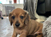 Miniature Dachshund Puppies 1 little girl left