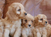 Quality Health Tested F1b Miniature Cavapoo Puppies