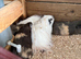 Girl guinea pigs for sale