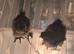 Silkie chicks