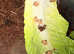 Giant African land snails (GALS) babies