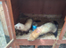 Ferrett kits for sale....this years young