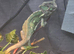 Female veiled chameleon