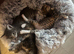 Kittens for sale