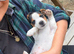Miniature Jack Russell x chihuahua male pup