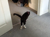 9 month old kitten female