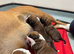 Red boxers pups for sale