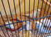 2026 Helicopter budgies