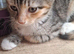 2 tabby kittens for sale