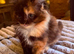 Ragdoll Cross Kittens – Ready for Their Forever Home