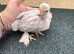 9 pekins