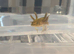 Axolotls ready for homes - various morphs