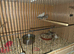 7 this year young zebra finch