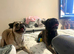 Male & female frug