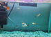 Only &pound;30- An aquarium set up with 13 Guppies