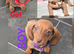 Stunning Miniature Dachshunds