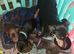 **Ready NOW ** 1 girl left mini dachshunds