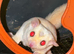 Sugar gliders