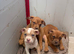 English Bulldog x American Staff