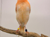 Red canary hen