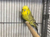 Exhibition Budgies