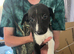 Whippet pups 1 boy left