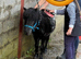 Absolutely tiny miniature horse stallion.