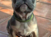 Beautiful French bulldog puppies