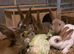 READY TO GO! Stunning Mini Rex Rabbit Babies