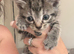 2 beautiful grey striped kittens