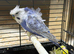 Helicopter budgies