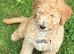 Golden Doodles , 2little girls available , all raised in a family home ! Really worth coming to see them