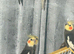 Baby cockatiels birds