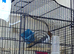 Red - crested  Cardinal  for sale 2026