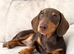 2 x Female Minature Dachshund for sale