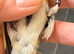 2025 pea throat goldfinch male