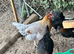 Coloured laying hybrid hens