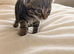 Beautiful striped tabby female kitten – available to reserve