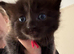 Five beautiful kittens