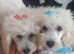 *FULL PEDIGREE SILVER TOY POODLE STUD AVAILABLE *
