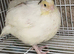 White jumbo quails