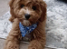 Teddy bear cavapoo