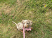 Isabella and tan miniature dachshund