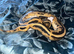 Female Orange dream pied royal python