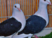 Black saddle pair breeder