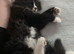 Felix for rehome