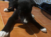 Husky x whippet